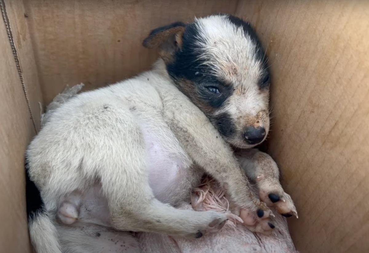 neglected dog found in cardbox