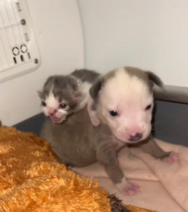 newborn cat and dog together