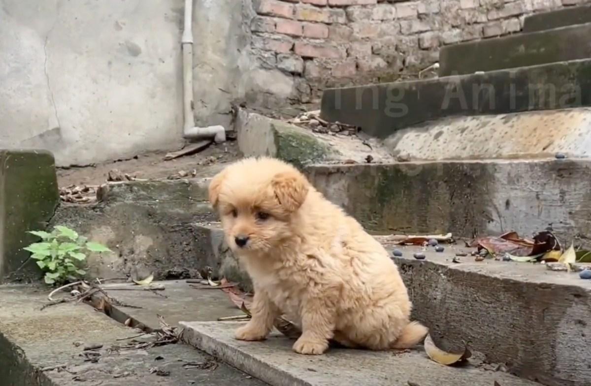 noticing the lost stray pup noticing the lost stray pup
