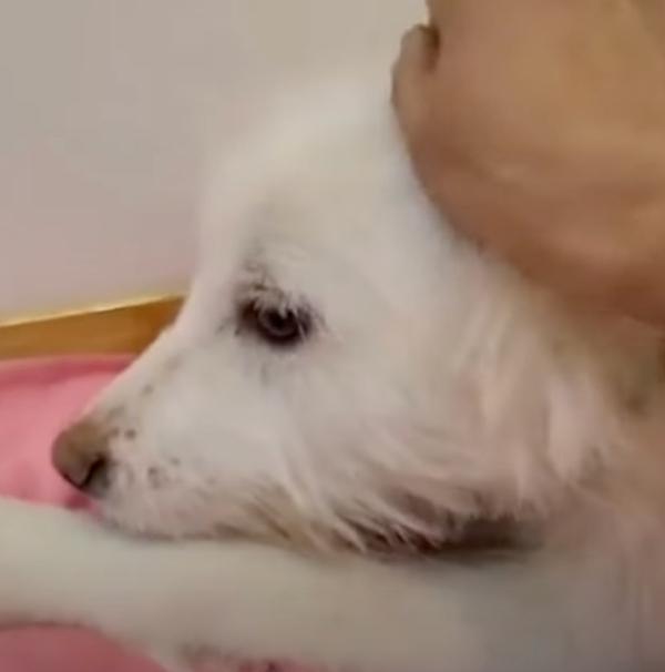 petting the mama dog