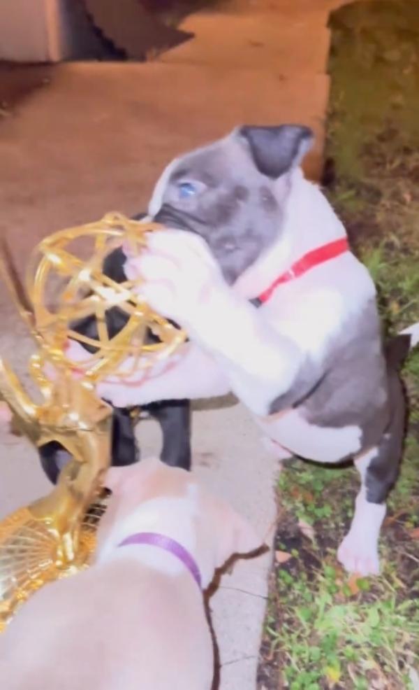 pittie playing with a toy