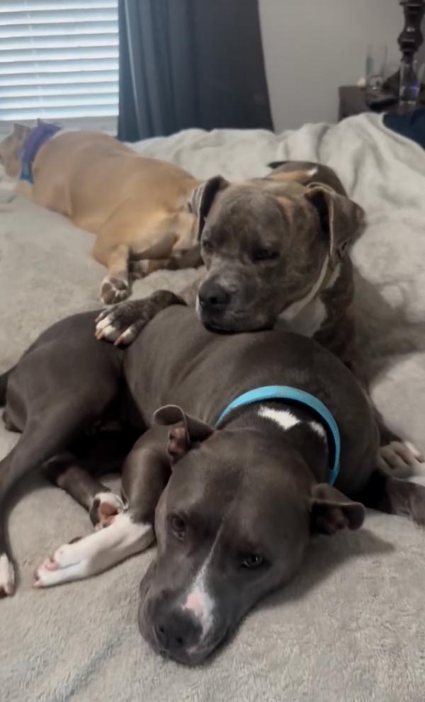 pittie sleeping with other dogs in bed