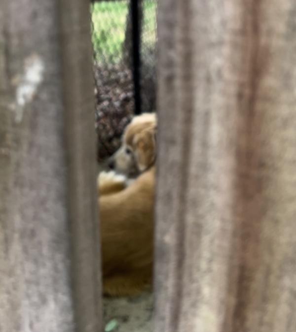 poor golden retriever alone