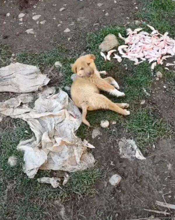 poor pup in the middle of garbage