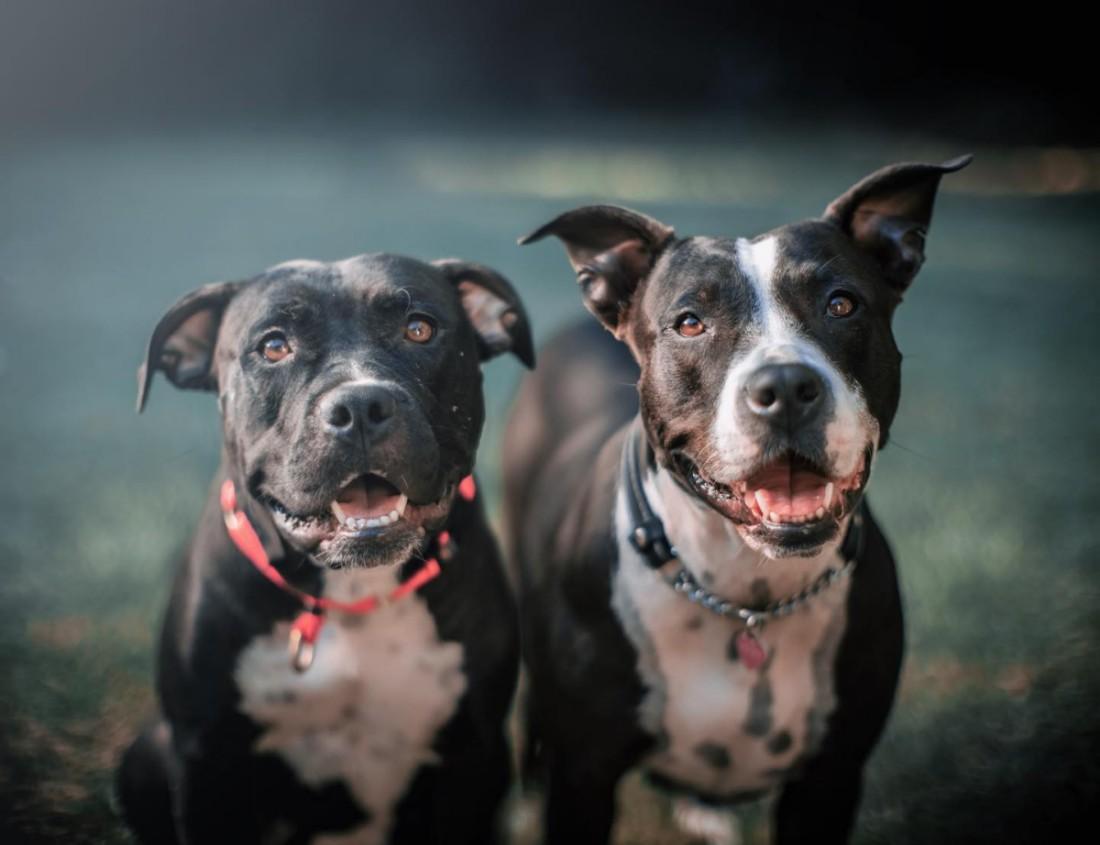 portrait of 2 pitties