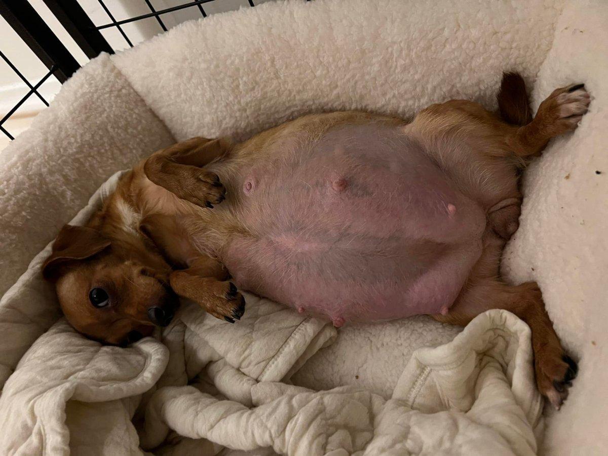 pregnant dog lying on her back
