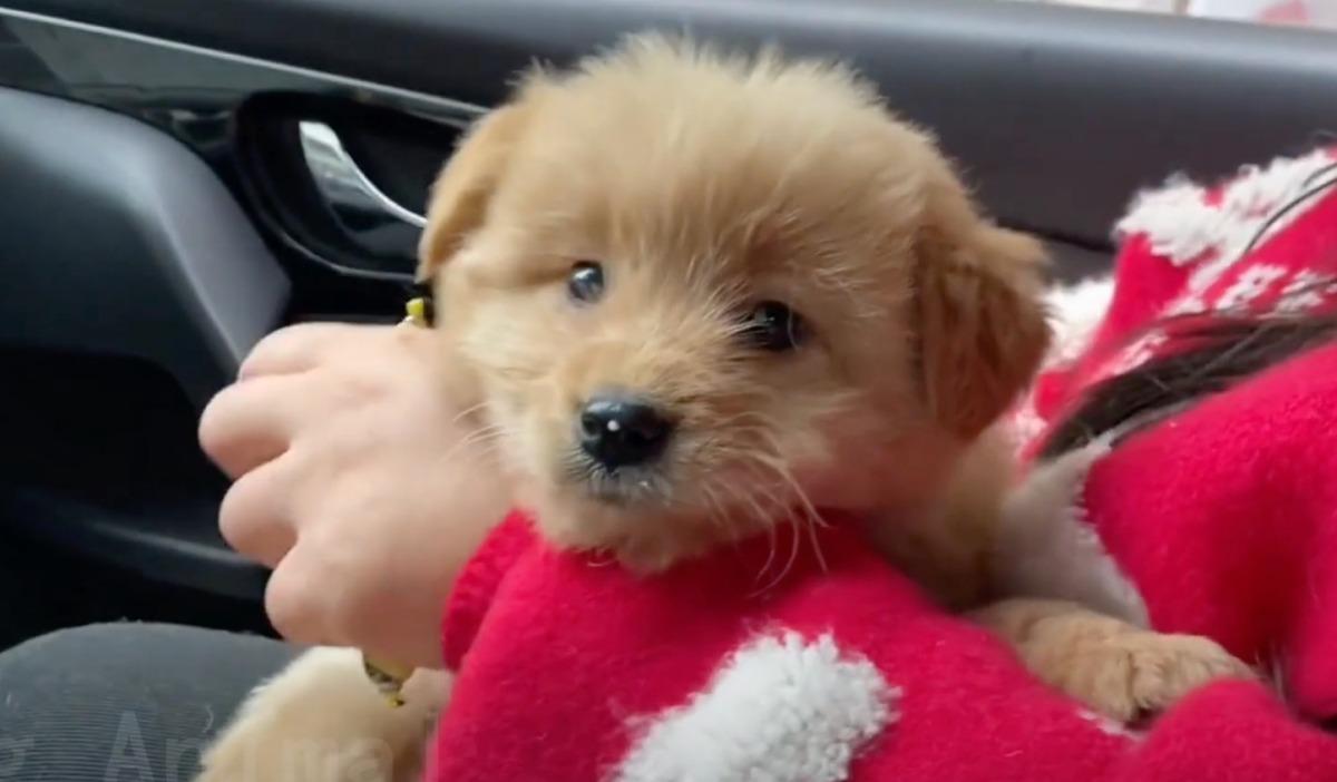 pup held by a woman in a car pup held by a woman in a car