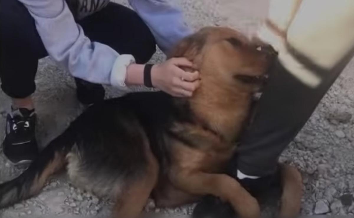 pup holding a leg begging for help