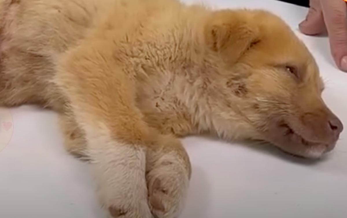 pup lying at the vet