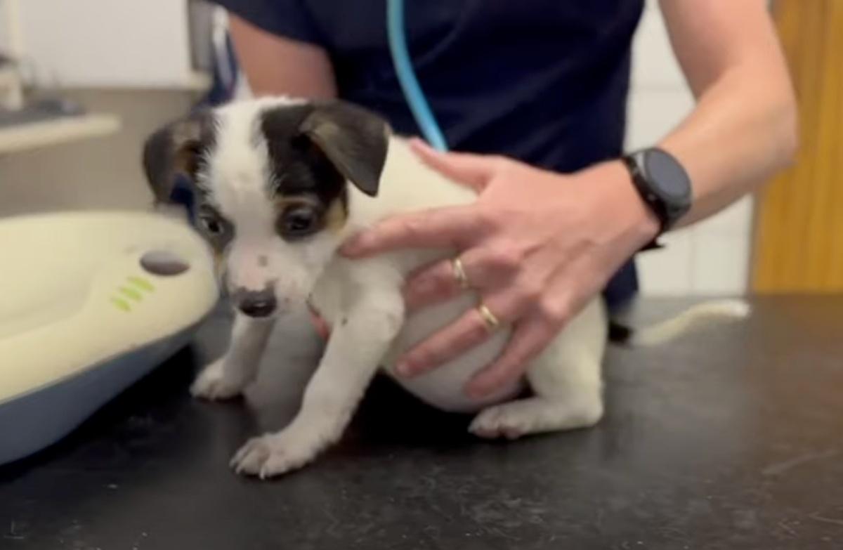 rescued pup at the vet