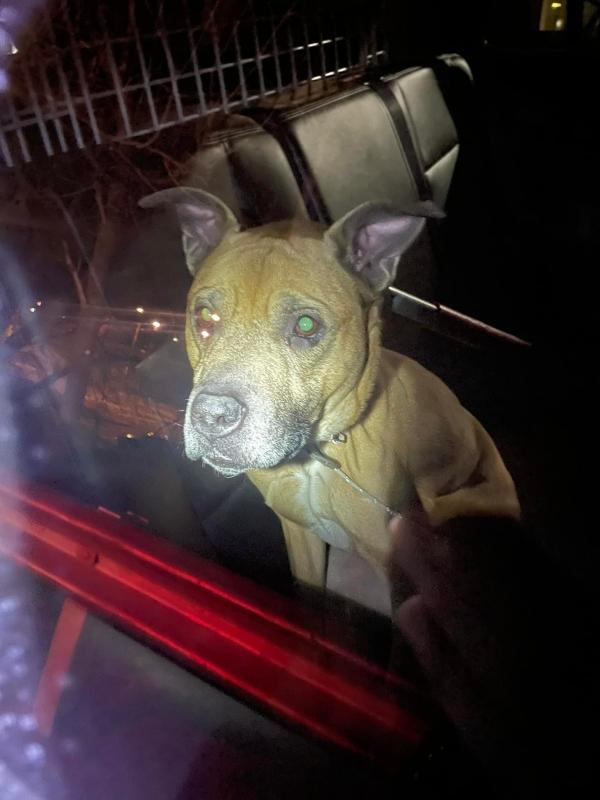 rescuing the dog found in the house