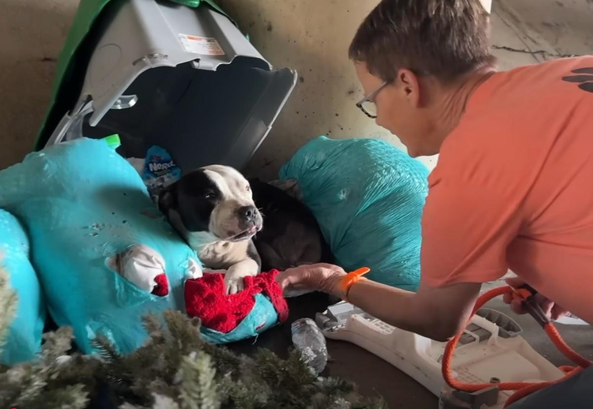 rescuing the dog from the trash