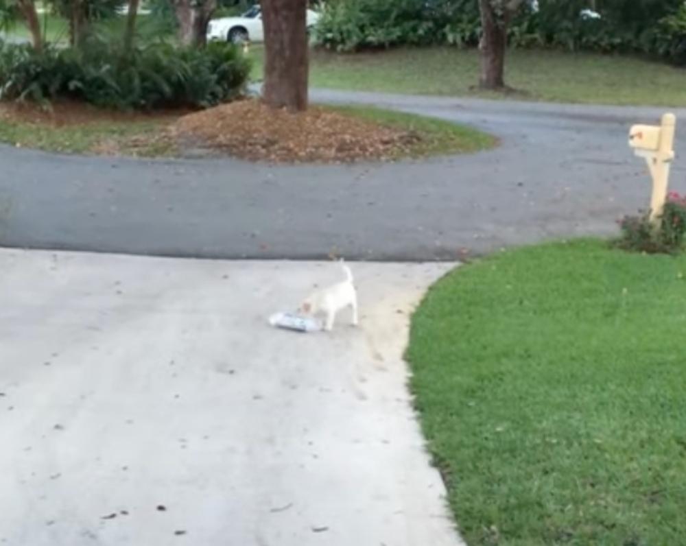 small labrador trying to take the newspaper