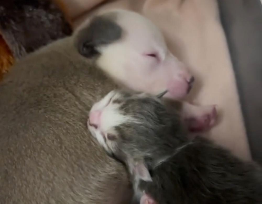 small puppy sleeping with small cat