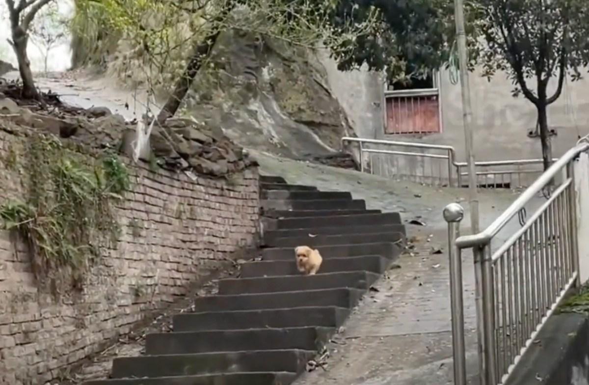 small stay pup going down the stairs small stay pup going down the stairs