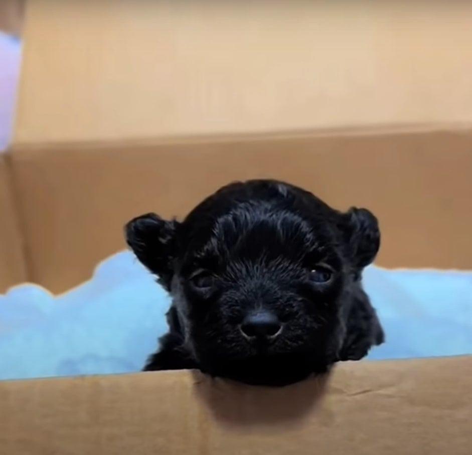 tiny black pup in cardboard box