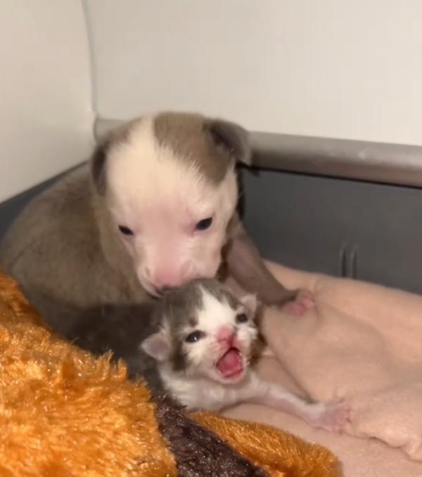 tiny kitty and tiny pup bonding