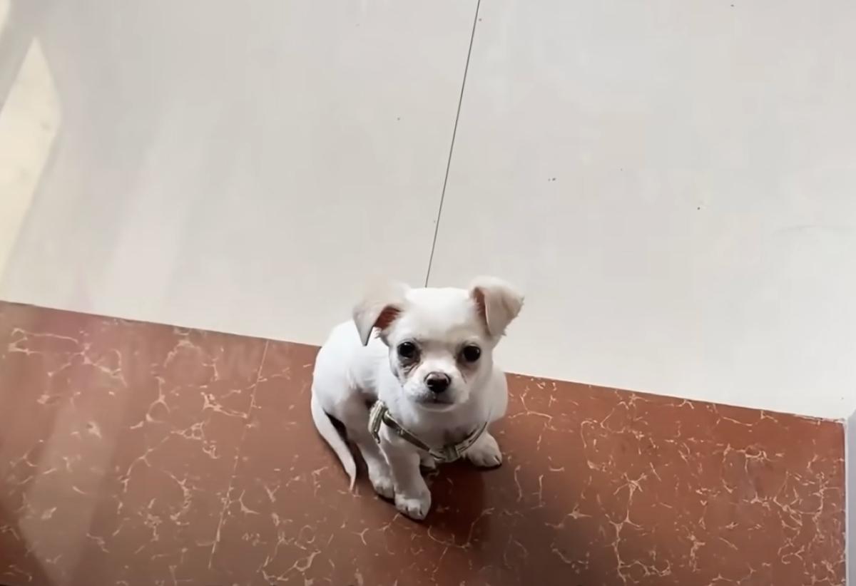 tiny white pup waiting at door step