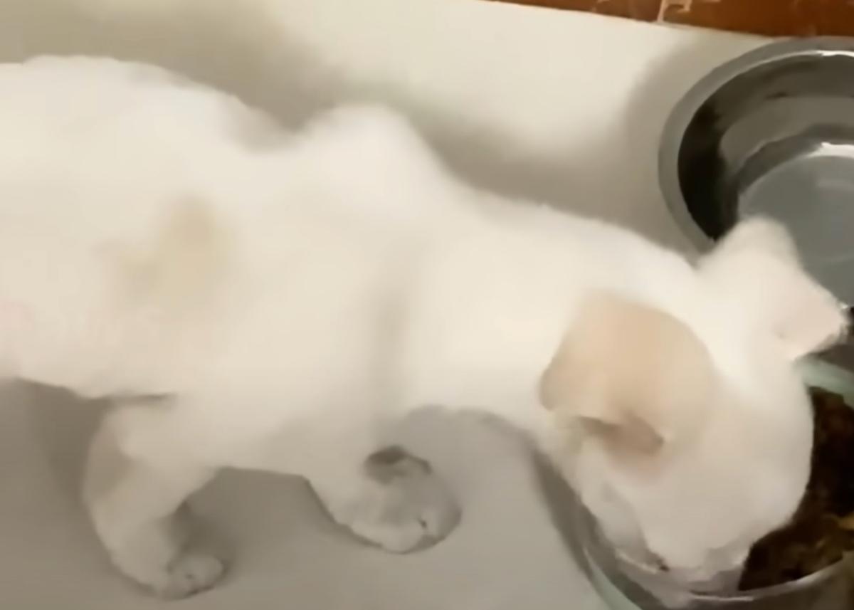 tiny white puppy eating food