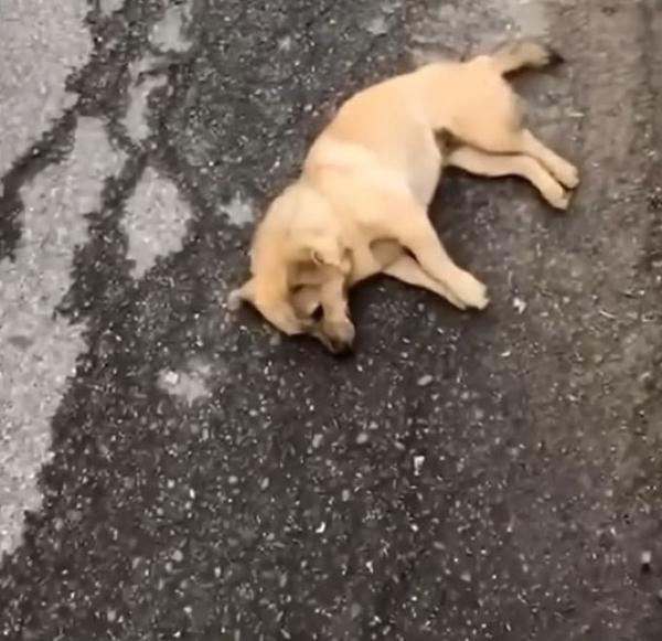 tired mama dog lying on the road