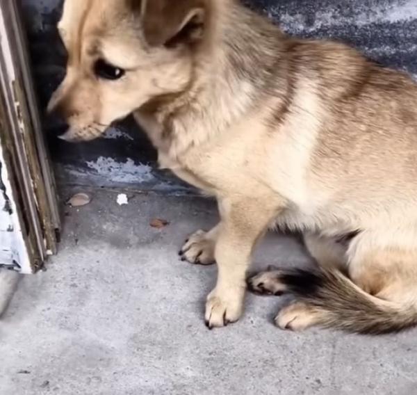 tired pregnant dog waiting for help