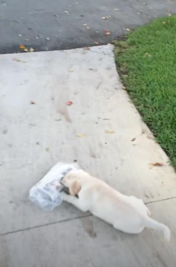 trying to grab the newspaper