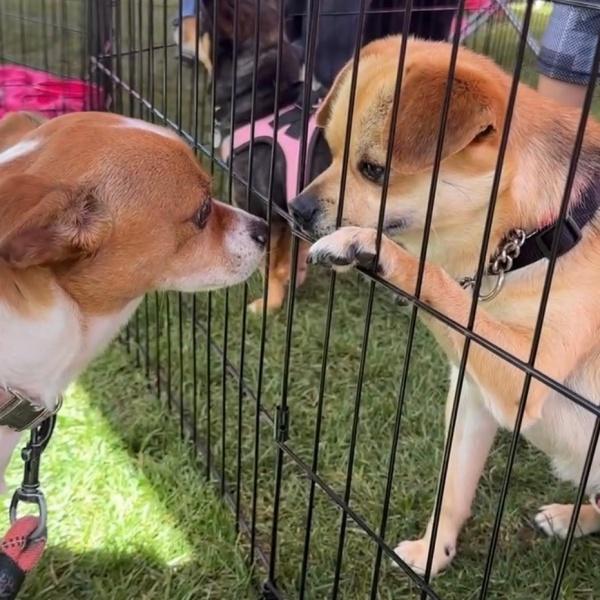 two dogs looking at each other through a fence