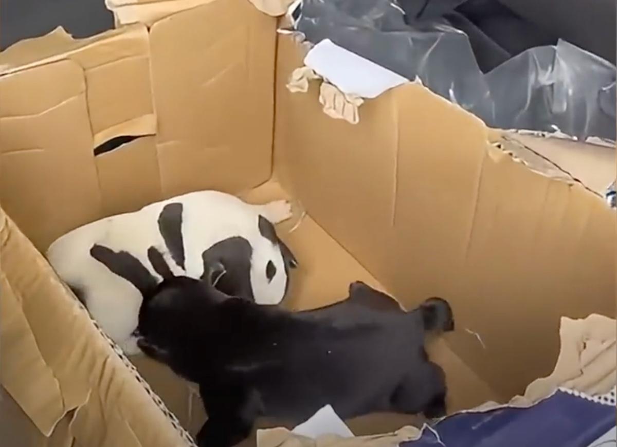 two rescued pups in cardboard box