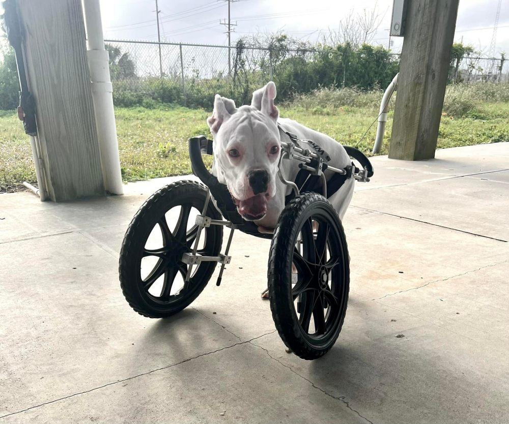white dog using a wheelchair