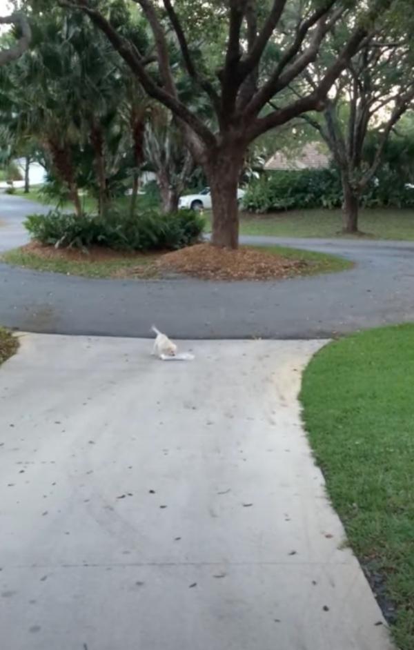white pup struggling with the newspaper