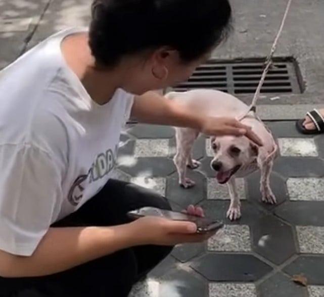 woman petting the dog after grooming
