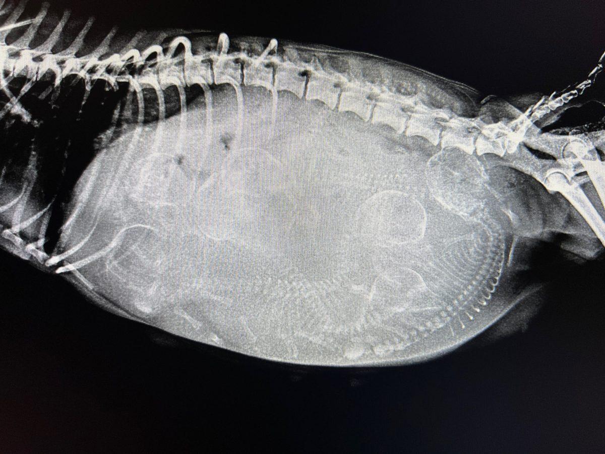 xray showing seven puppies inside mama dog