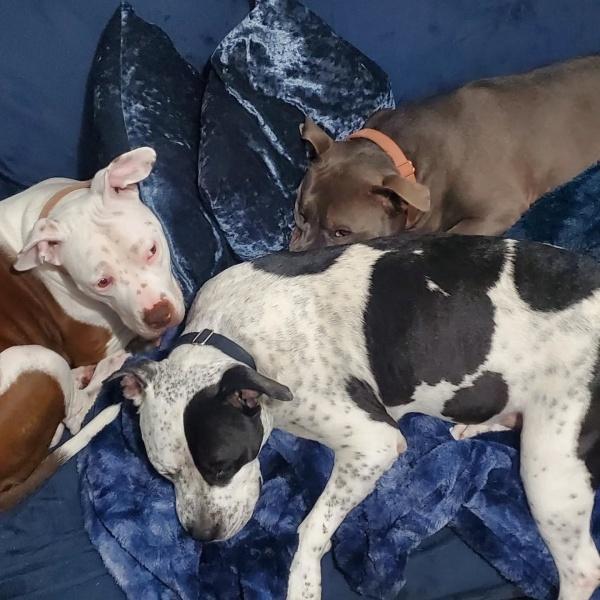 3 dogs lying on a blue blanket