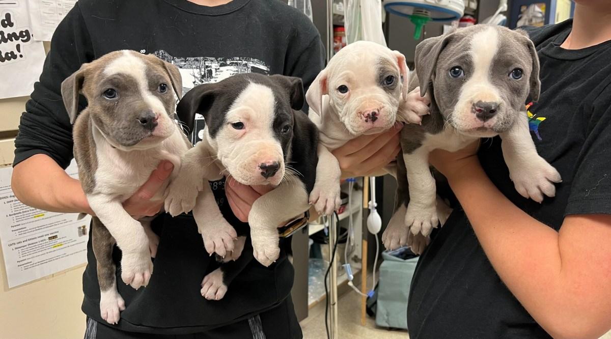 4 beautiful puppies at the vet