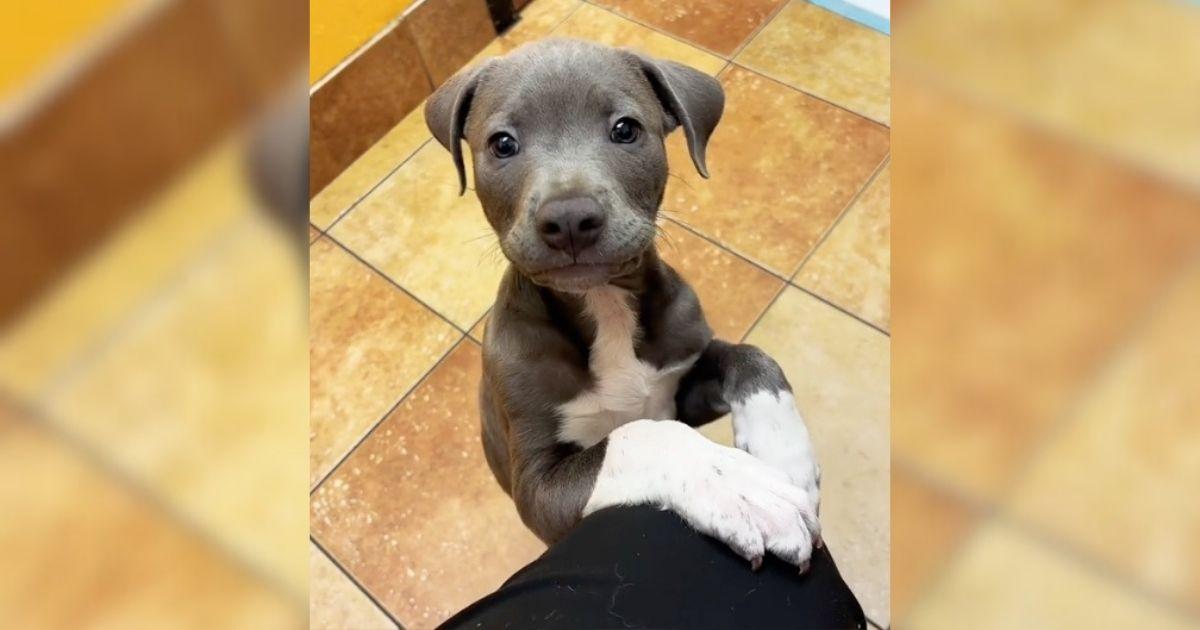 Atlanta Vet Worker Left Heartbroken After Owner Leaves Lovely Pup At Clinic For 3 Days