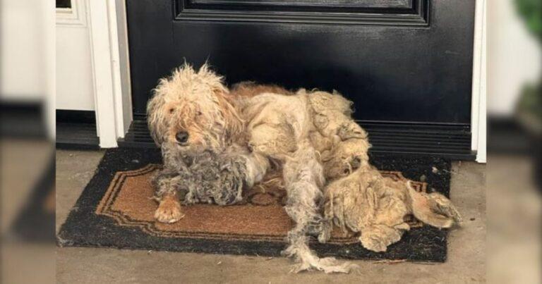 Homeowner Heartbroken To Find A Severely Matted Dog On Her Doorstep Asking For Help