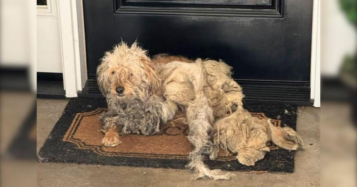 Homeowner Heartbroken To Find A Severely Matted Dog On Her Doorstep Asking For Help