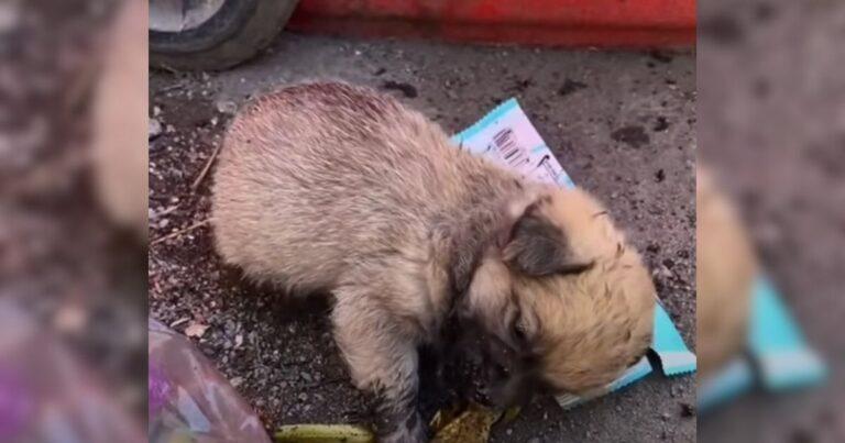 Kind Hearts Save A Starving Puppy Who Was Crawling Around The Trash Looking For Leftovers