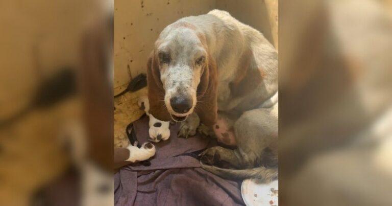 Mama Dog Forced To Give Birth In Pouring Rain Finally Finds Safety With Her Babies