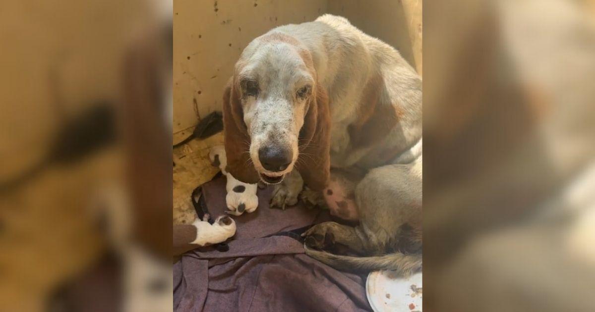 Mama Dog Forced To Give Birth In Pouring Rain Finally Finds Safety With Her Babies