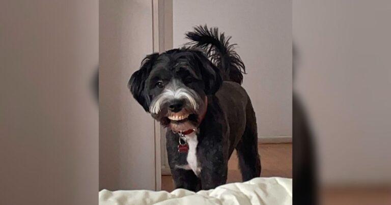 Mom Burst Out Laughing When She Saw Her Dog Walking In With Weird New Smile