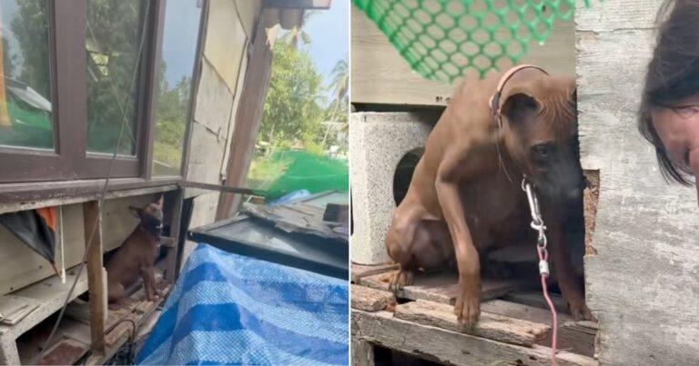 Neglected Mama Dog Forced To Breed Finally Gets A Chance To Live A Normal Life
