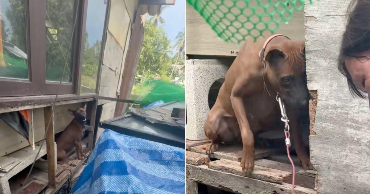 Neglected Mama Dog Forced To Breed Finally Gets A Chance To Live A Normal Life