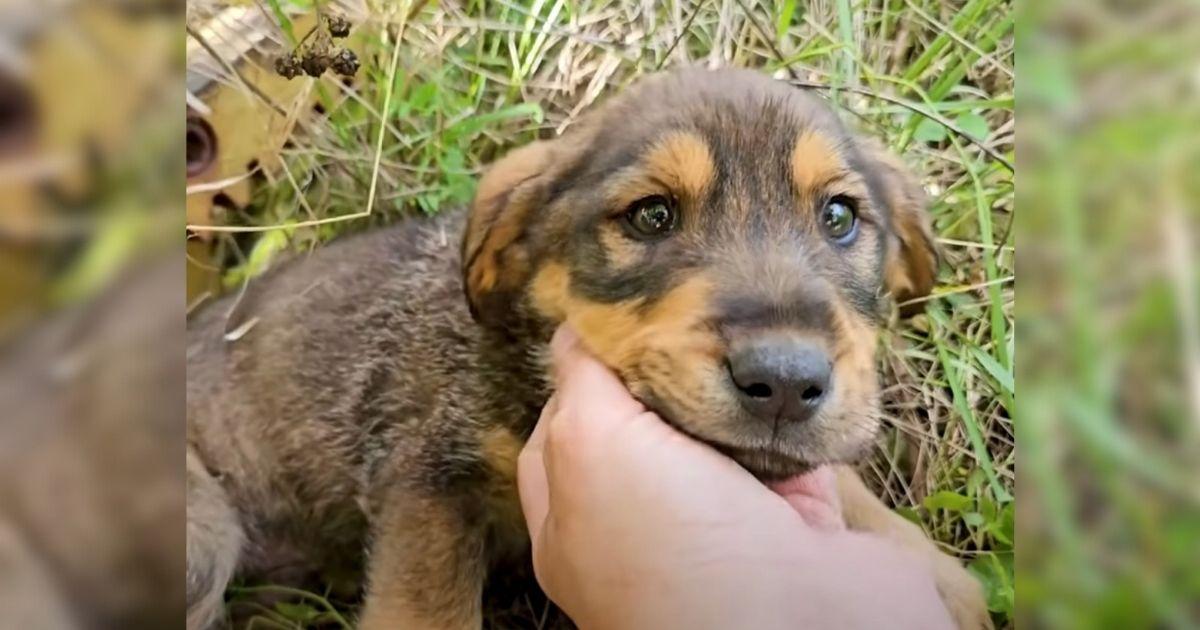 Rescuer Finds A Sick Pup In The Woods Just Days Before It Was Too Late