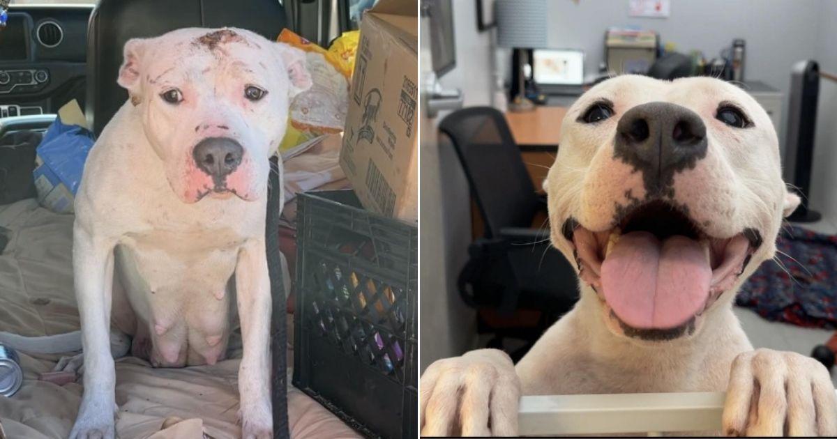 Terrified Mama And Her 4 Puppies Found In Abandoned Backyard Now Has The Biggest Smile