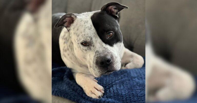 This Overlooked Shelter Dog Was Hours From Euthanasia When A Family Stepped In