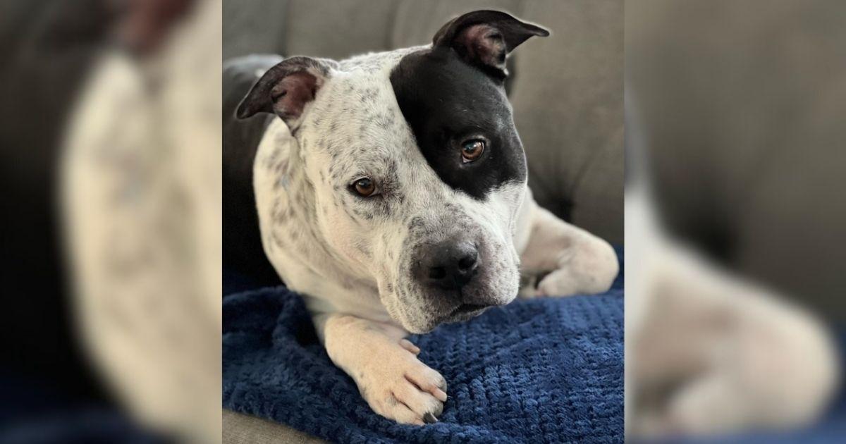 This Overlooked Shelter Dog Was Hours From Euthanasia When A Family Stepped In