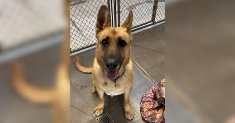 This Sweet Shelter Dog Spent Two Years Being Ignored By Potential Adopters