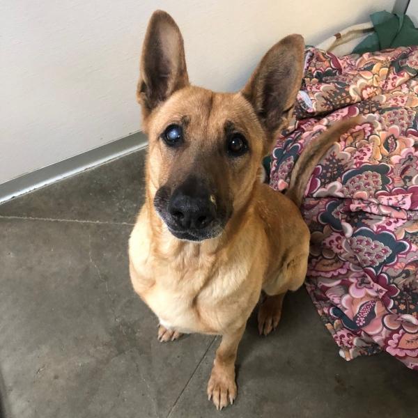 annie waiting at the shelter for adoption