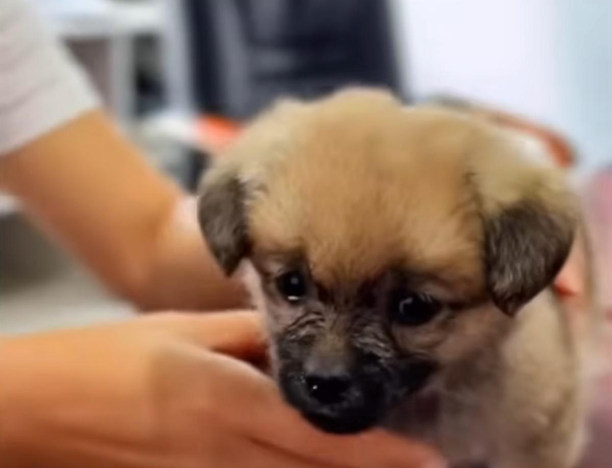 beautiful little pup portrait